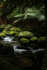 Creative Bloom in Tasmania 2027 with visiting international artist