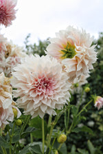 Creative Bloom in Tasmania 2027 with visiting international artist