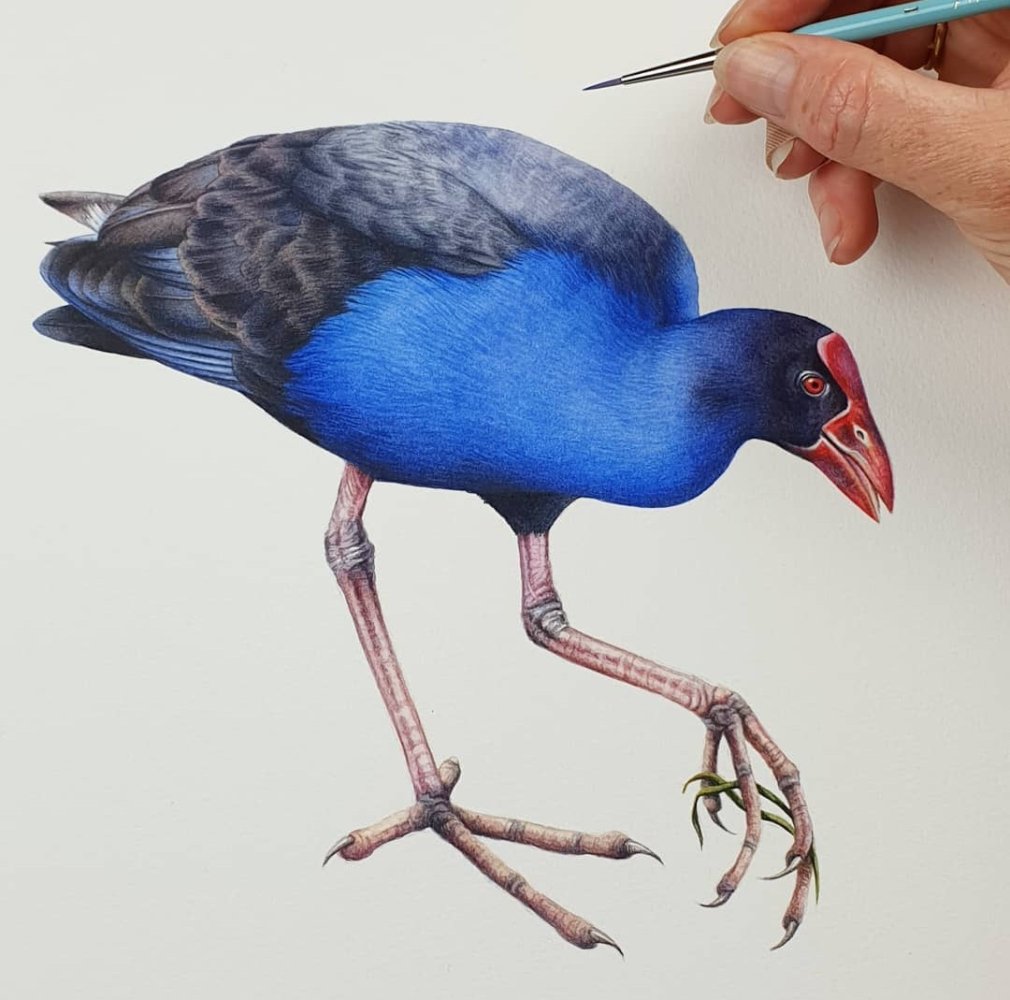 Birds & Bush Botanical Watercolour in Tasmania