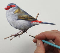 Birds & Bush Botanical Watercolour in Tasmania