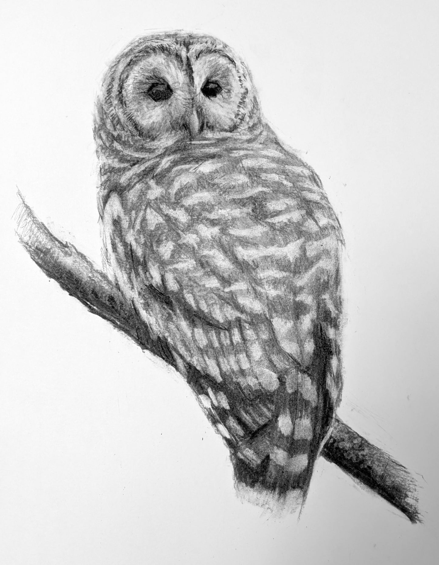 Foundations in Drawing for Beginners