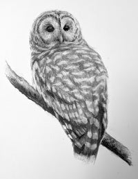 Foundations in Drawing for Beginners