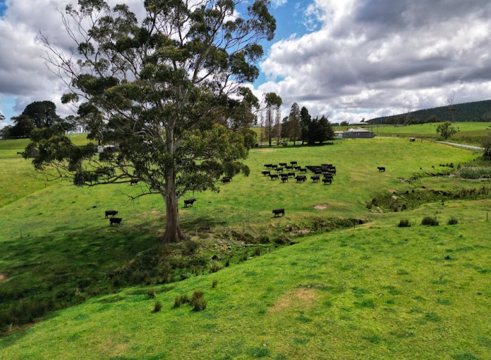 Expressive Acrylic Landscapes in Tasmania