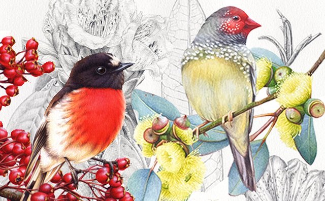 Birds & Bush Botanical Watercolour in Tasmania